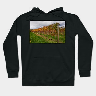 Autumn Grape Vines in North East Italy Hoodie
